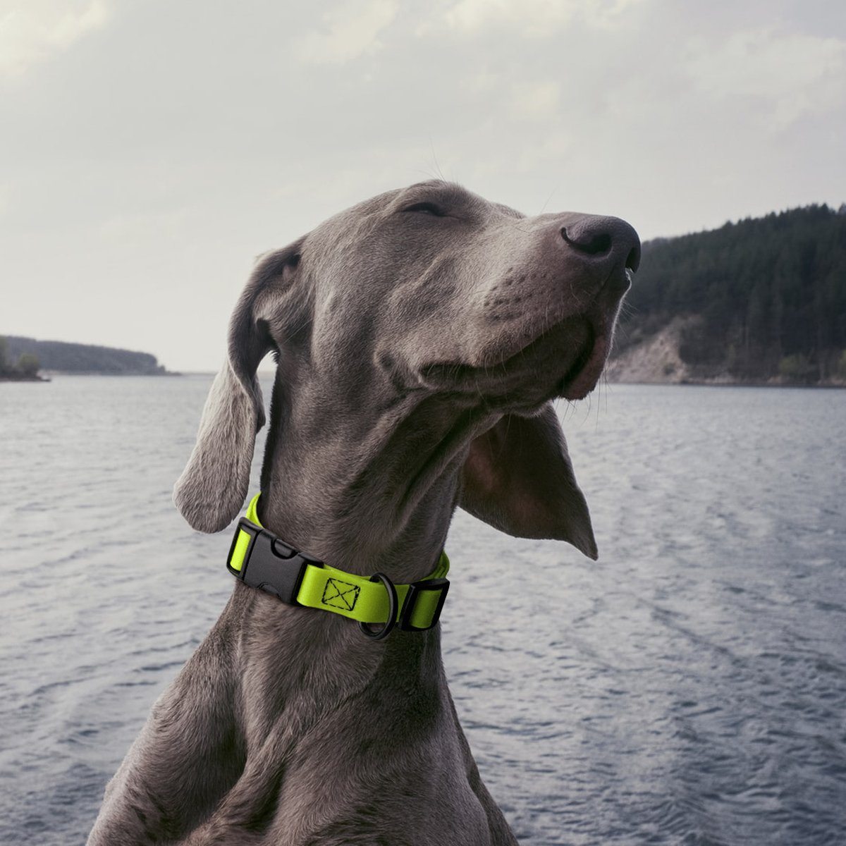 Dogline Biothane Waterproof Dog Collar with Quick Release Buckle Dog Collars Dogline