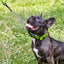 Biothane Adjustable Martingale Collar with Quick Release Buckle Dog Collars Dogline