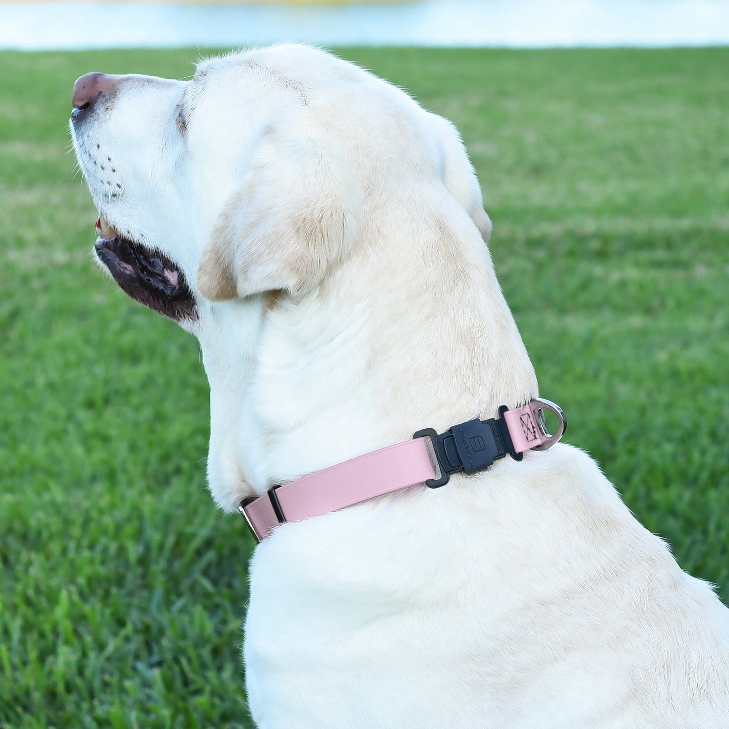 Sprenger BioThane Waterproof Dog Collar with Stainless Steel ClicLock Quick Release Buckle Dog Collars Dogline