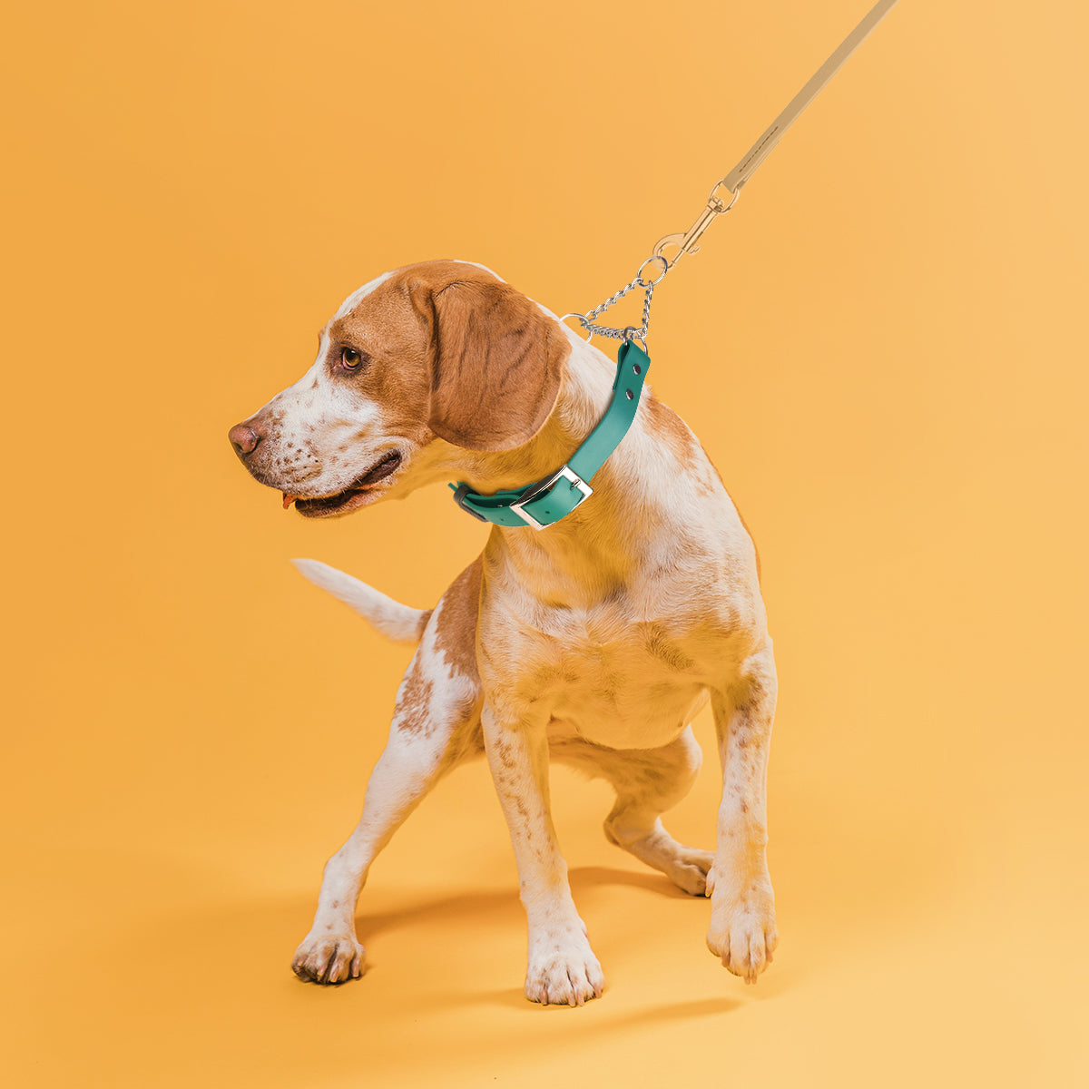 Biothane Adjustable Martingale Collar with Metal Buckle Dog Collars Dogline