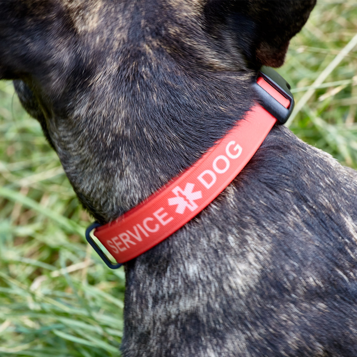 Biothane Service Dog Collar Or Leash Service Dogline