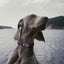 Dogline Biothane Reflective Dog Collar with Quick Release Buckle Dog Collars Dogline