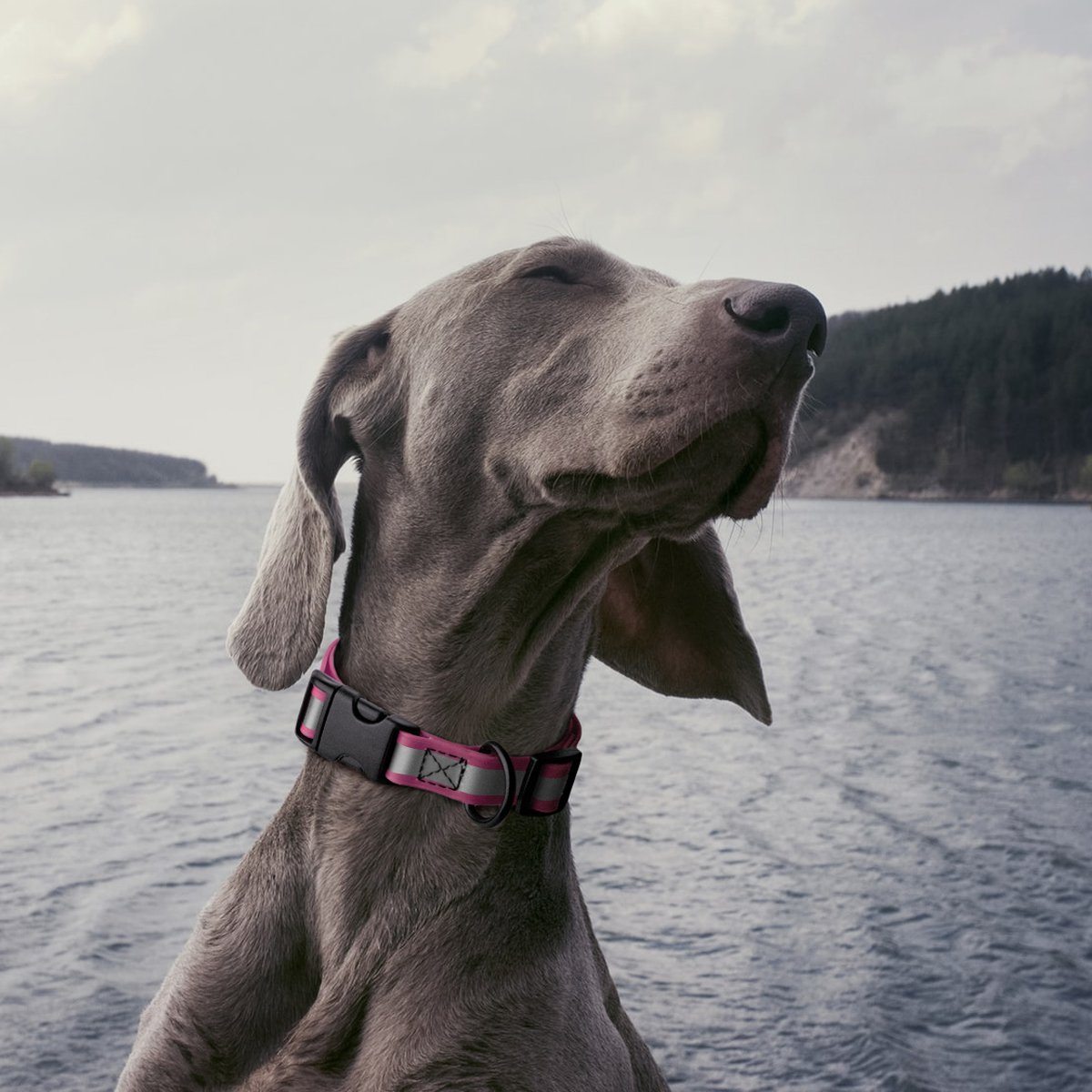Dogline Biothane Reflective Dog Collar with Quick Release Buckle Dog Collars Dogline