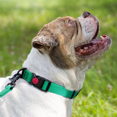 Waterproof Dog Collar with Safety Lock Buckle Dog Collars Dogline