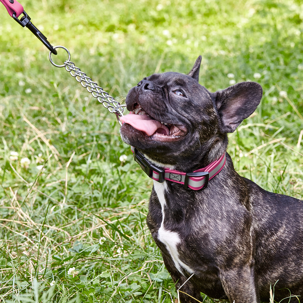 Reflective Biothane Martingale Collar with Quick Release Buckle Dog Collars Dogline