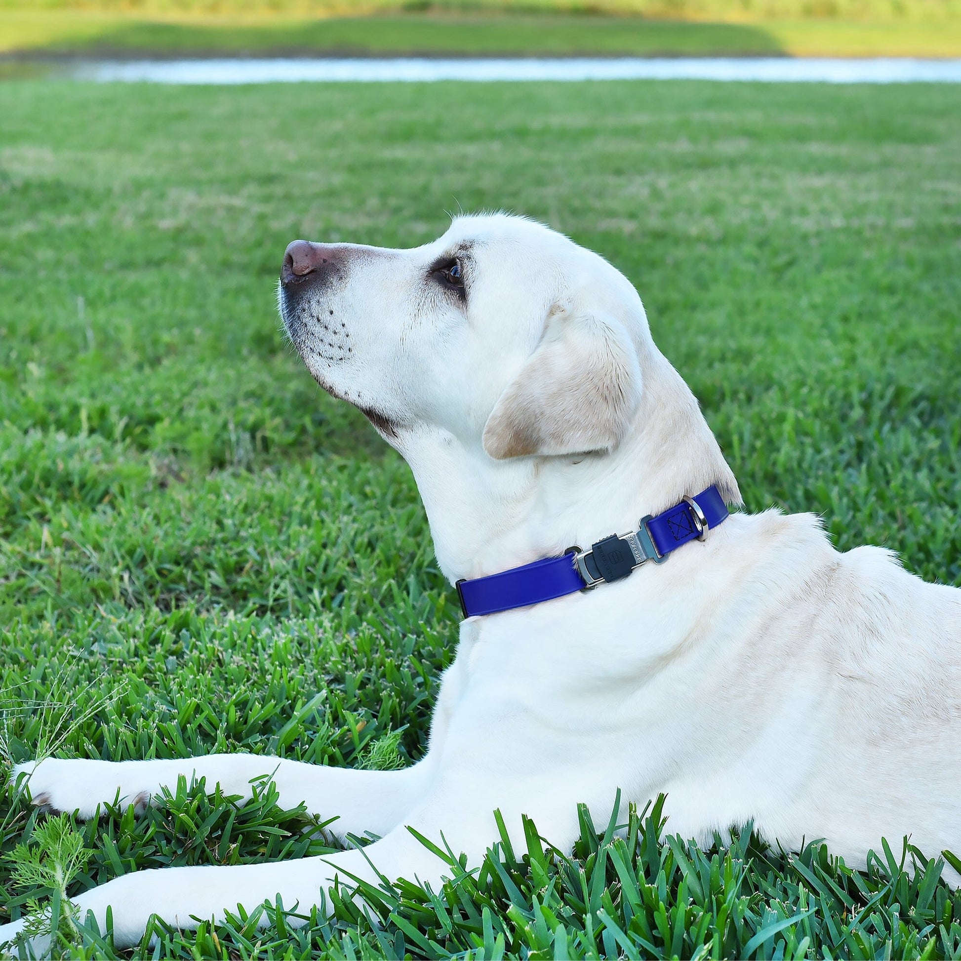 Sprenger BioThane Waterproof Dog Collar with Stainless Steel ClicLock Quick Release Buckle Dog Collars Dogline