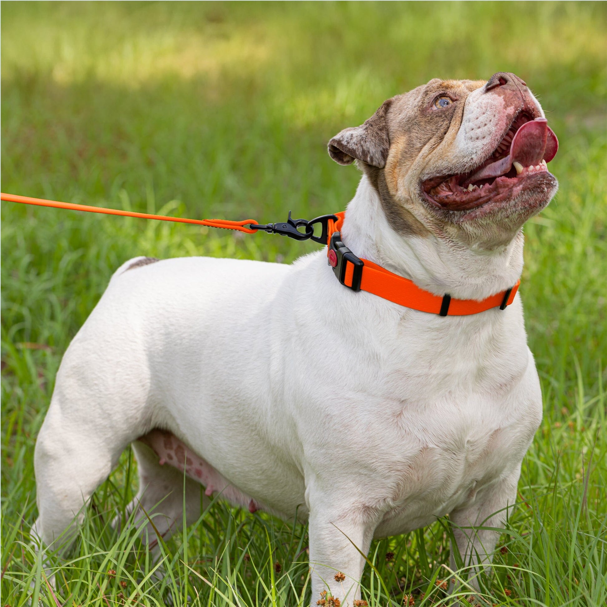 Waterproof Dog Collar with Safety Lock Buckle Dog Collars Dogline