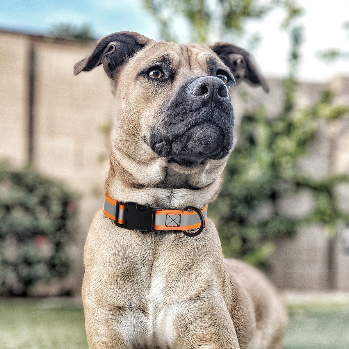 Dogline Biothane Reflective Dog Collar with Quick Release Buckle Dog Collars Dogline