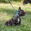 Reflective Biothane Martingale Collar for Dogs Dog Collars Dogline