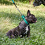 Biothane Adjustable Martingale Collar for Dogs Dog Collars Dogline