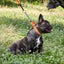 Reflective Biothane Martingale Collar with Quick Release Buckle Dog Collars Dogline