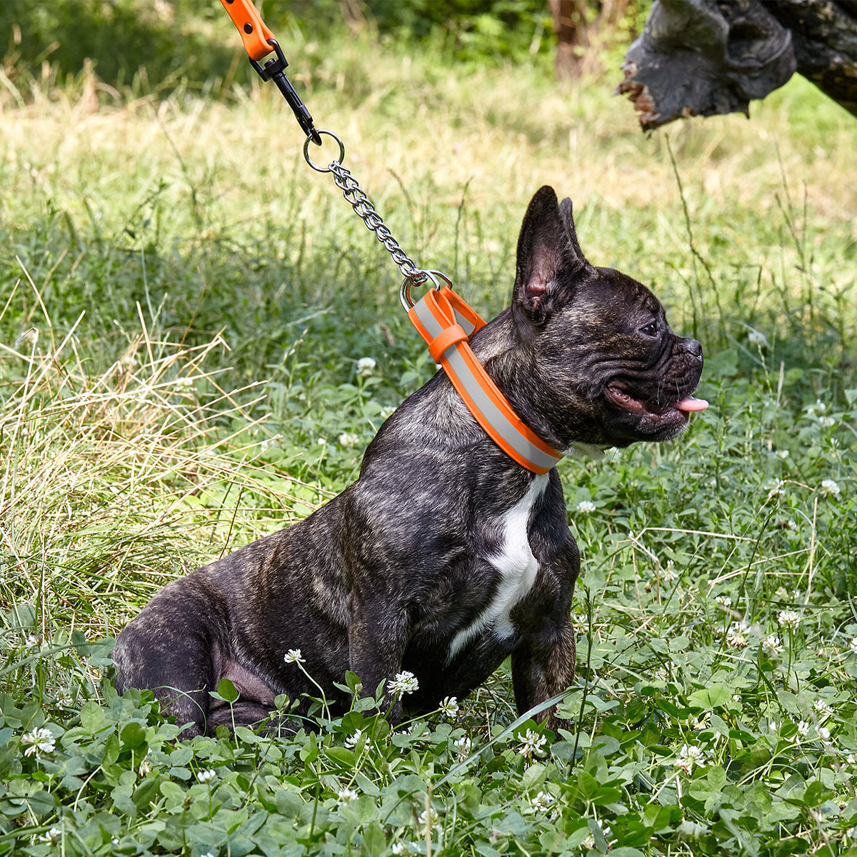 Reflective Biothane Martingale Collar with Quick Release Buckle Dog Collars Dogline