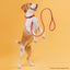 Soft Leather Round Dog Collar Dog Collars Dogline