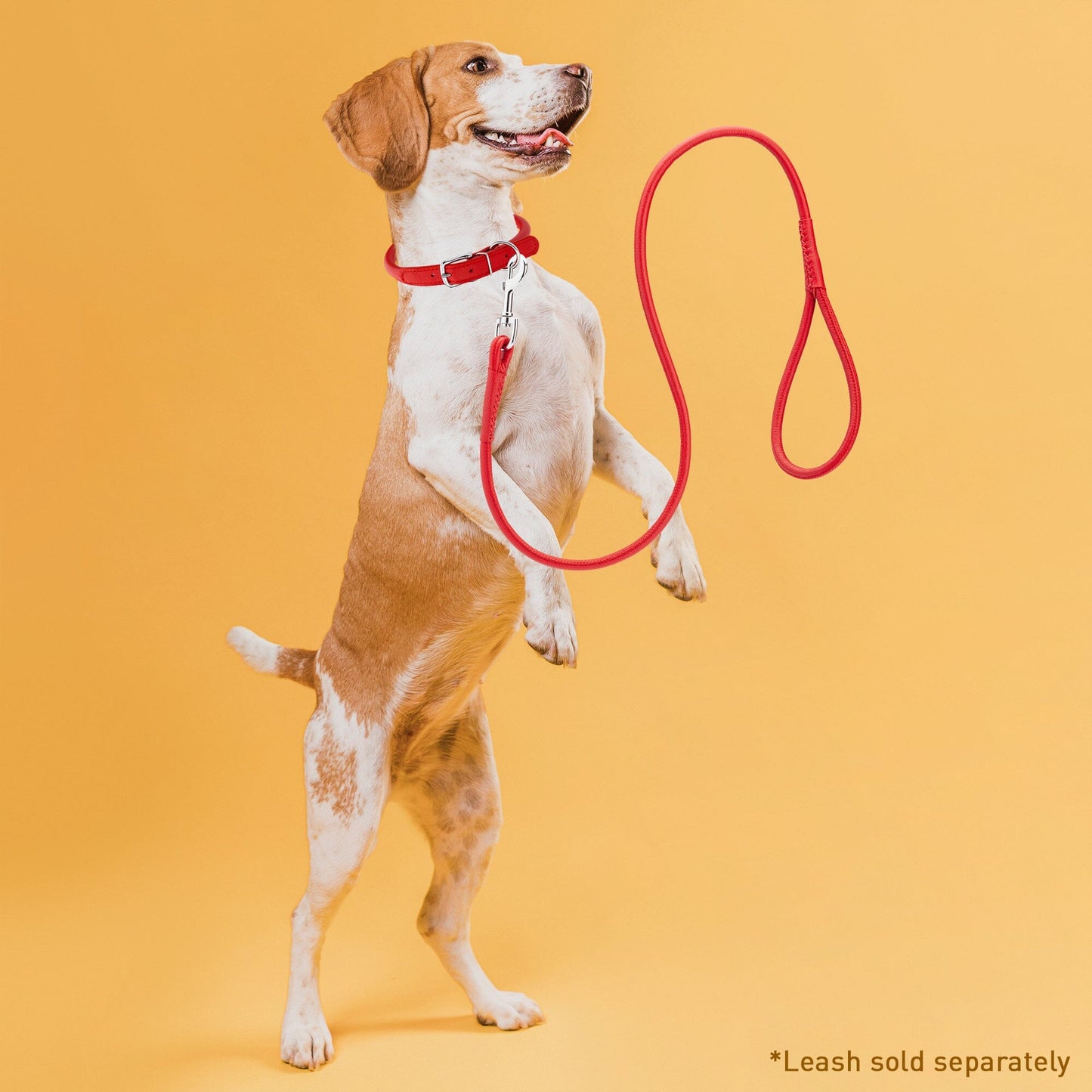 Soft Leather Round Dog Collar Dog Collars Dogline