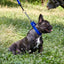 Biothane Adjustable Martingale Collar with Quick Release Buckle Dog Collars Dogline