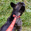 Biothane Service Dog Collar Or Leash Service Dogline