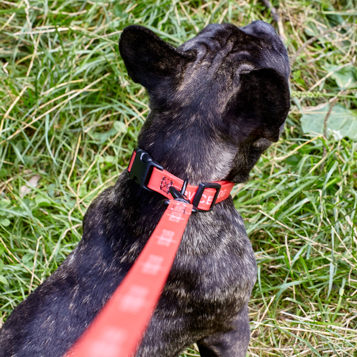 Biothane Service Dog Collar Or Leash Service Dogline