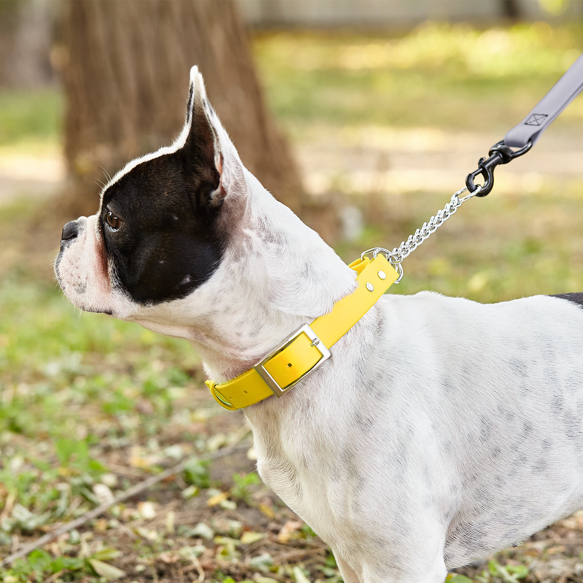 Biothane Adjustable Martingale Collar with Metal Buckle Dog Collars Dogline