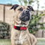 Dogline Biothane Waterproof Dog Collar with Quick Release Buckle Dog Collars Dogline