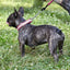 Reflective Biothane Martingale Collar for Dogs Dog Collars Dogline