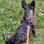 Biothane Service Dog Collar Or Leash Service Dogline