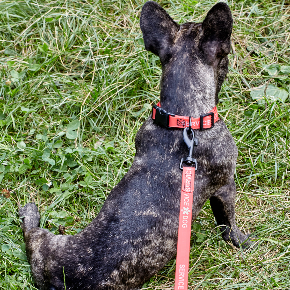 Biothane Service Dog Collar Or Leash Service Dogline