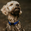Dogline Biothane Waterproof Dog Collar with Quick Release Buckle Dog Collars Dogline