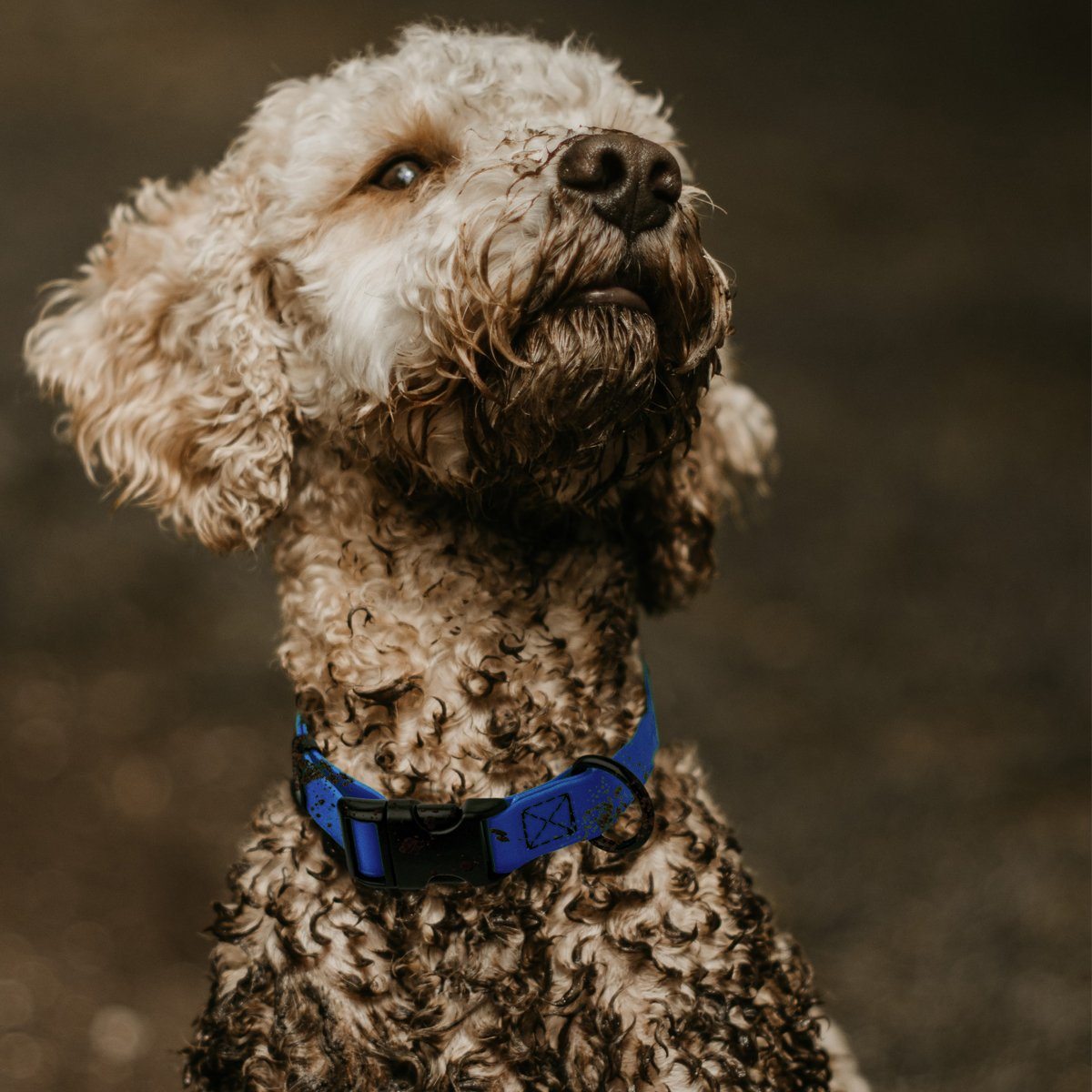 Dogline Biothane Waterproof Dog Collar with Quick Release Buckle Dog Collars Dogline