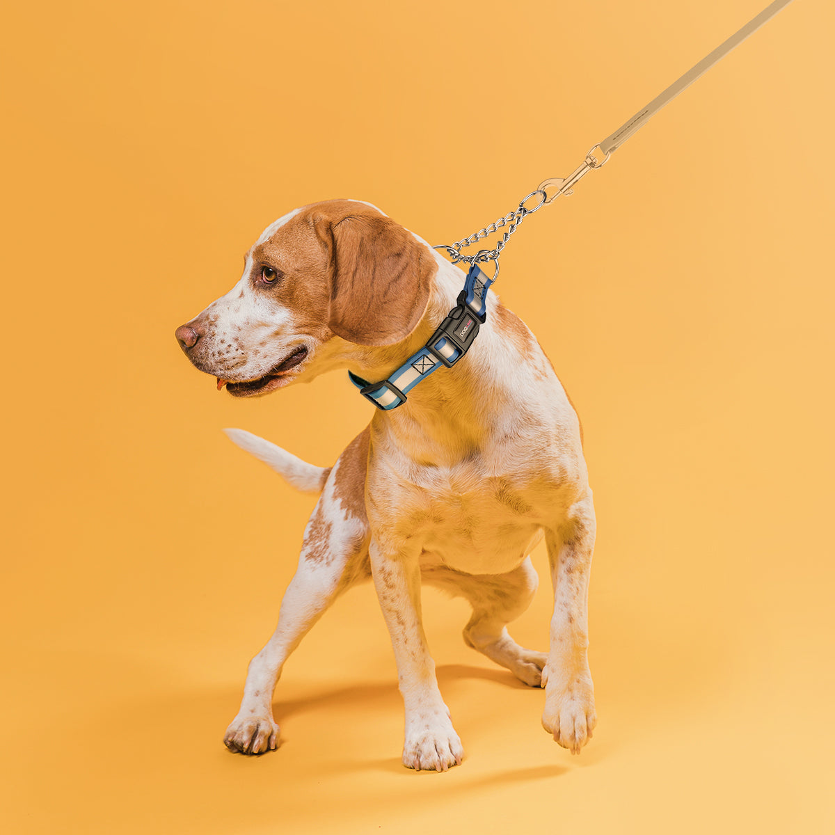 Reflective Biothane Martingale Collar with Quick Release Buckle Dog Collars Dogline