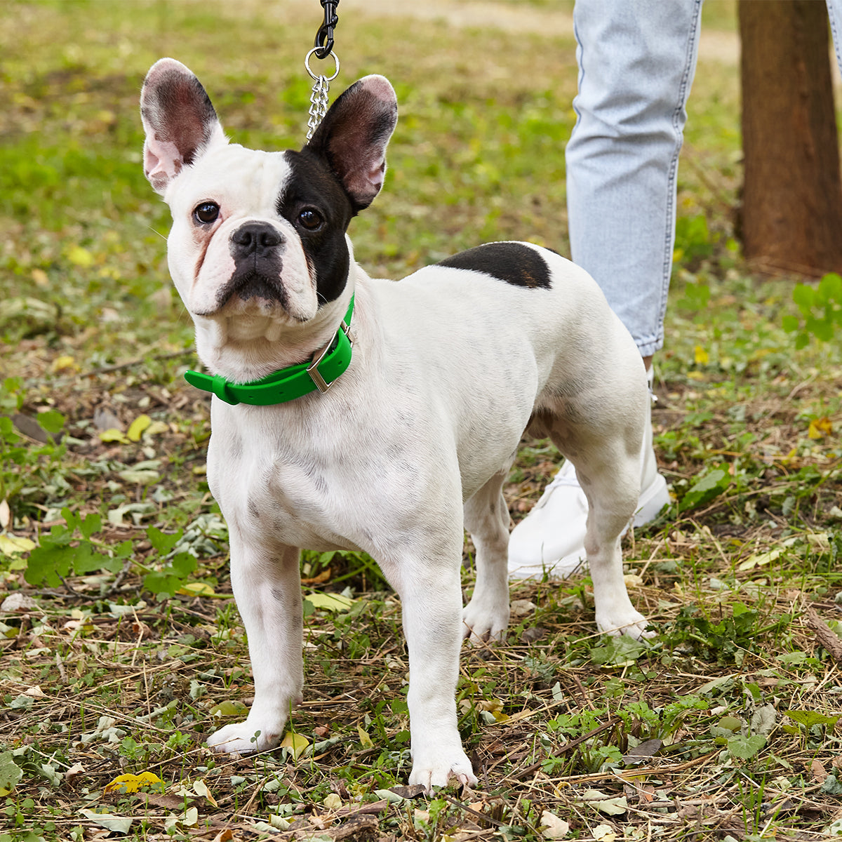 Biothane Adjustable Martingale Collar with Metal Buckle Dog Collars Dogline