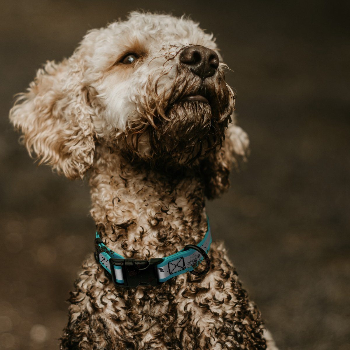Dogline Biothane Reflective Dog Collar with Quick Release Buckle Dog Collars Dogline