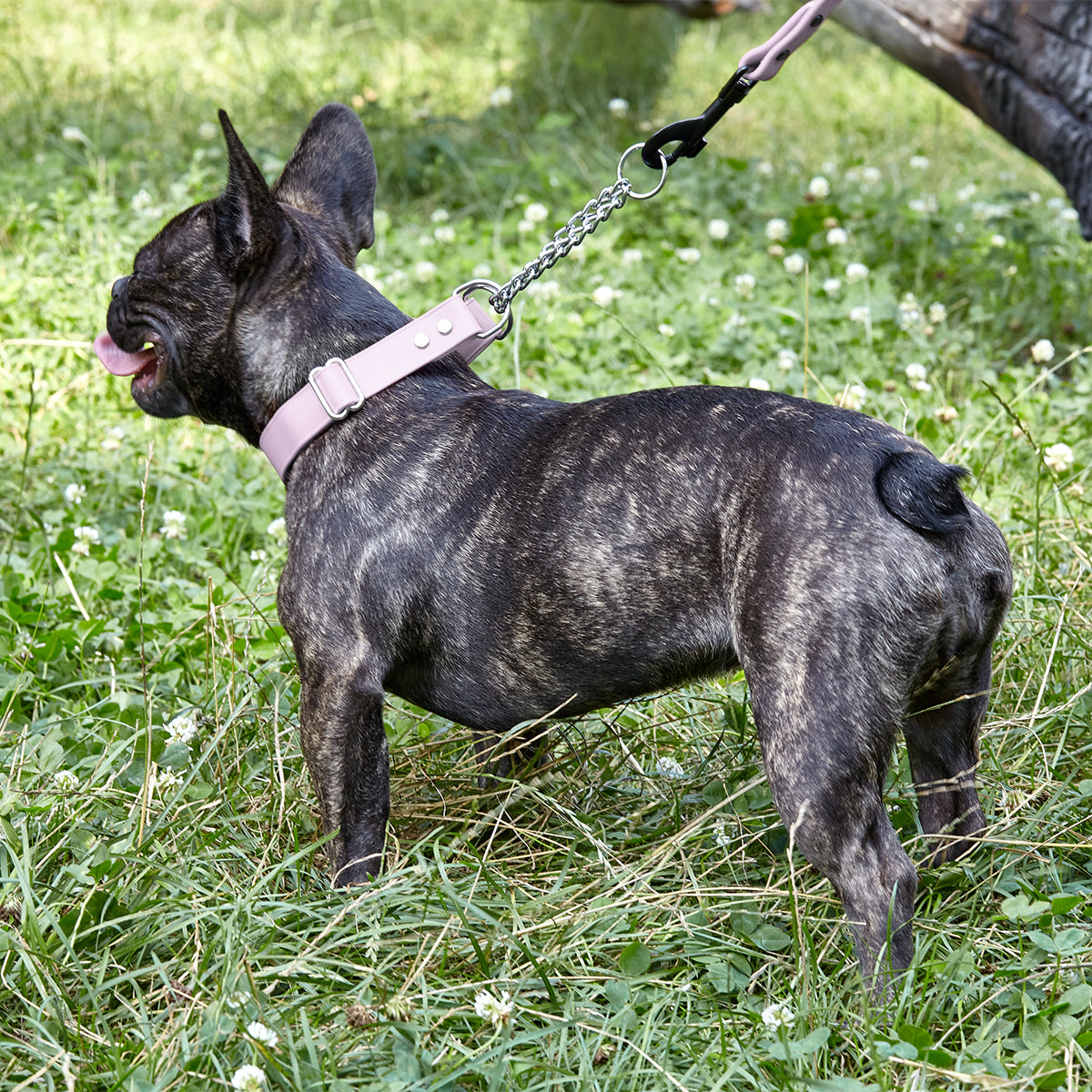 Biothane Adjustable Martingale Collar for Dogs Dog Collars Dogline