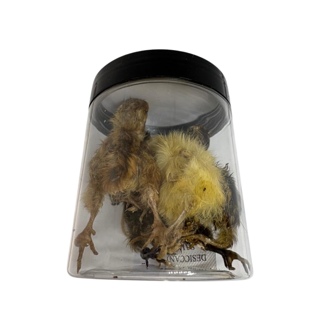 Whole Quail for Carnivore Pets - Premium Quality Natural Pet Treats Quail - Natural Prey Feeding Quail - Freeze-Dried for Essential Nutrients and Enzymes Small Size 5 Count Quailz.com by Undique LLC