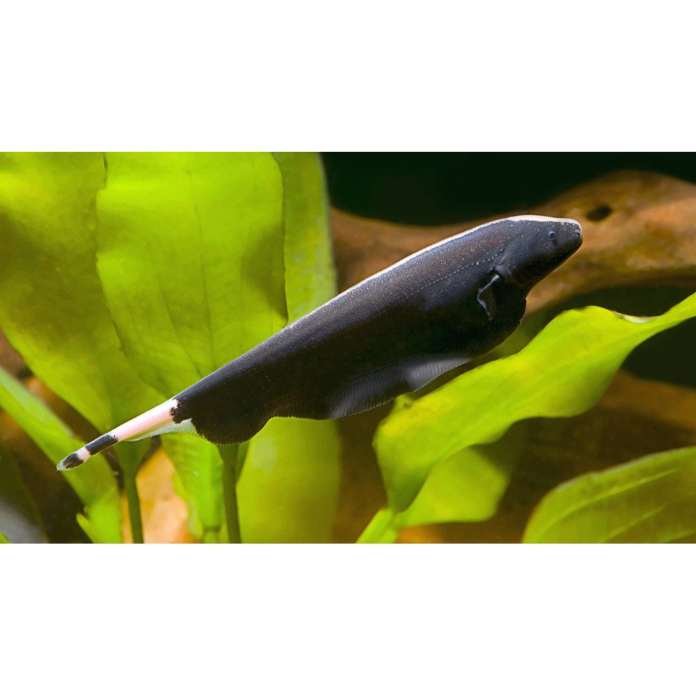 Black Ghost Knifefish KNIFEFISH Danaqua Live Fish & More