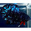 Avatar Betta Fish (Male) BETTA Danaqua Live Fish & More