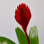 Bromeliad 'Christiane' Indoor Plants House Plant Shop