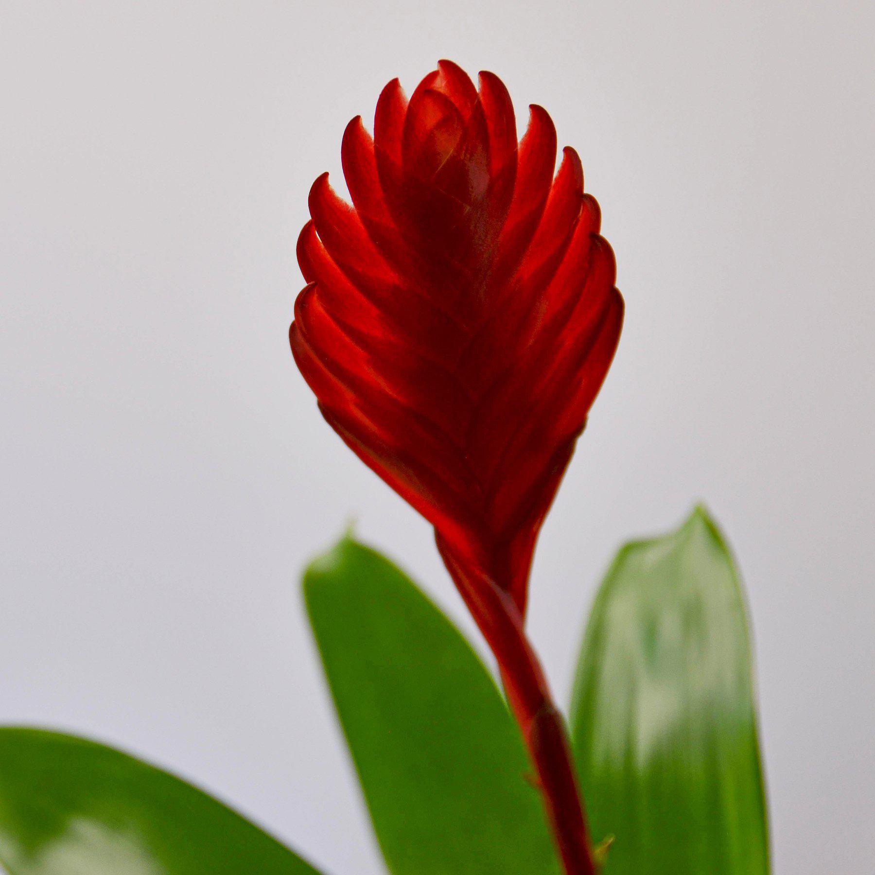 Bromeliad 'Christiane' Indoor Plants House Plant Shop