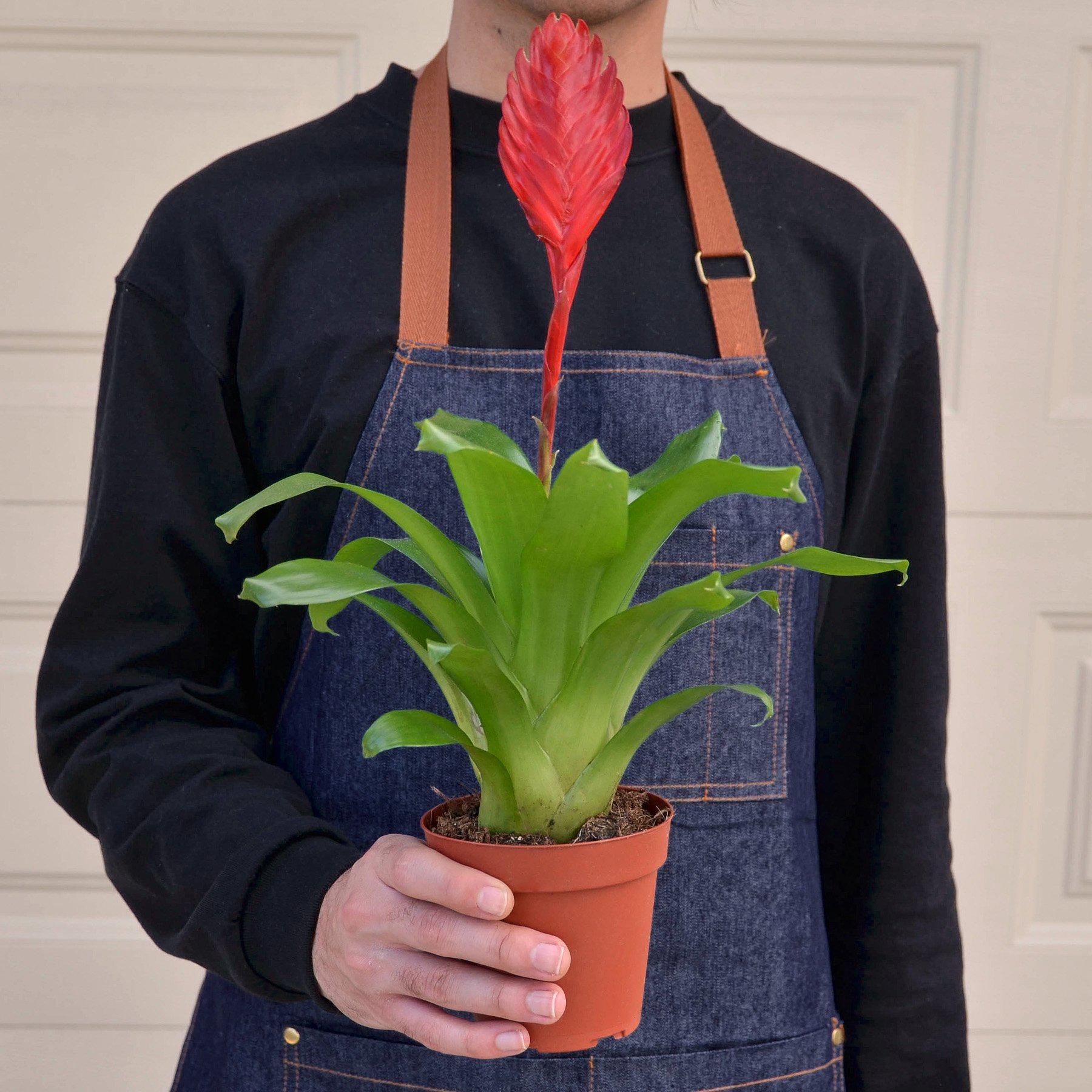 Bromeliad 'Christiane' Indoor Plants House Plant Shop