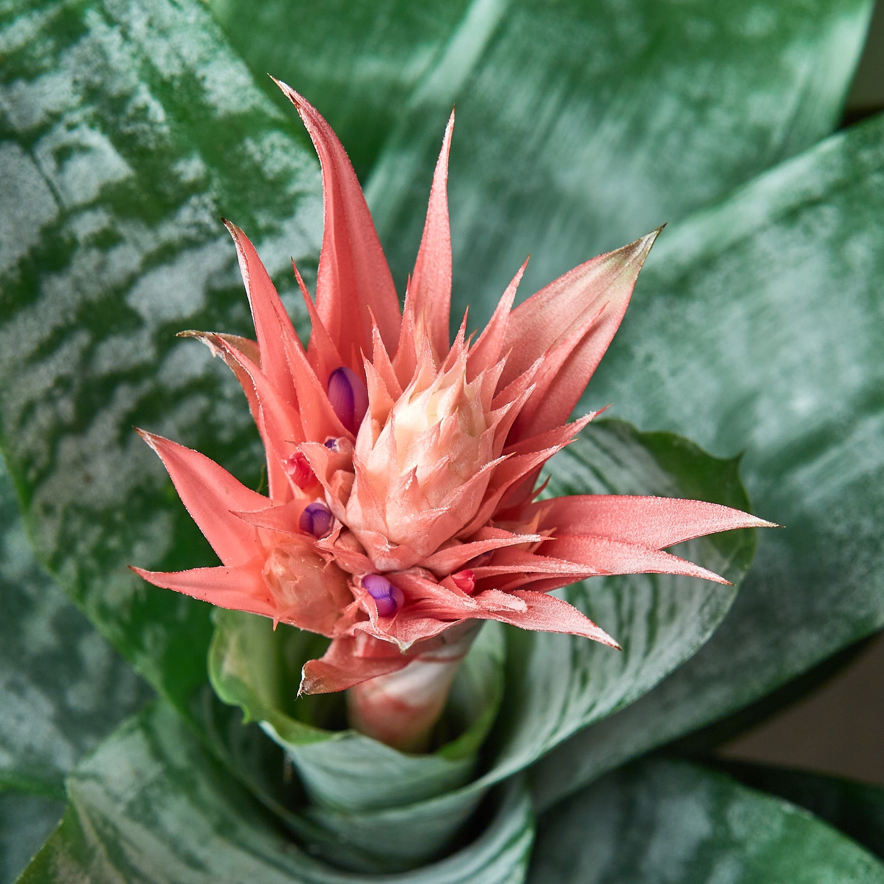 Bromeliad 'Silver Vase' Indoor Plants House Plant Shop