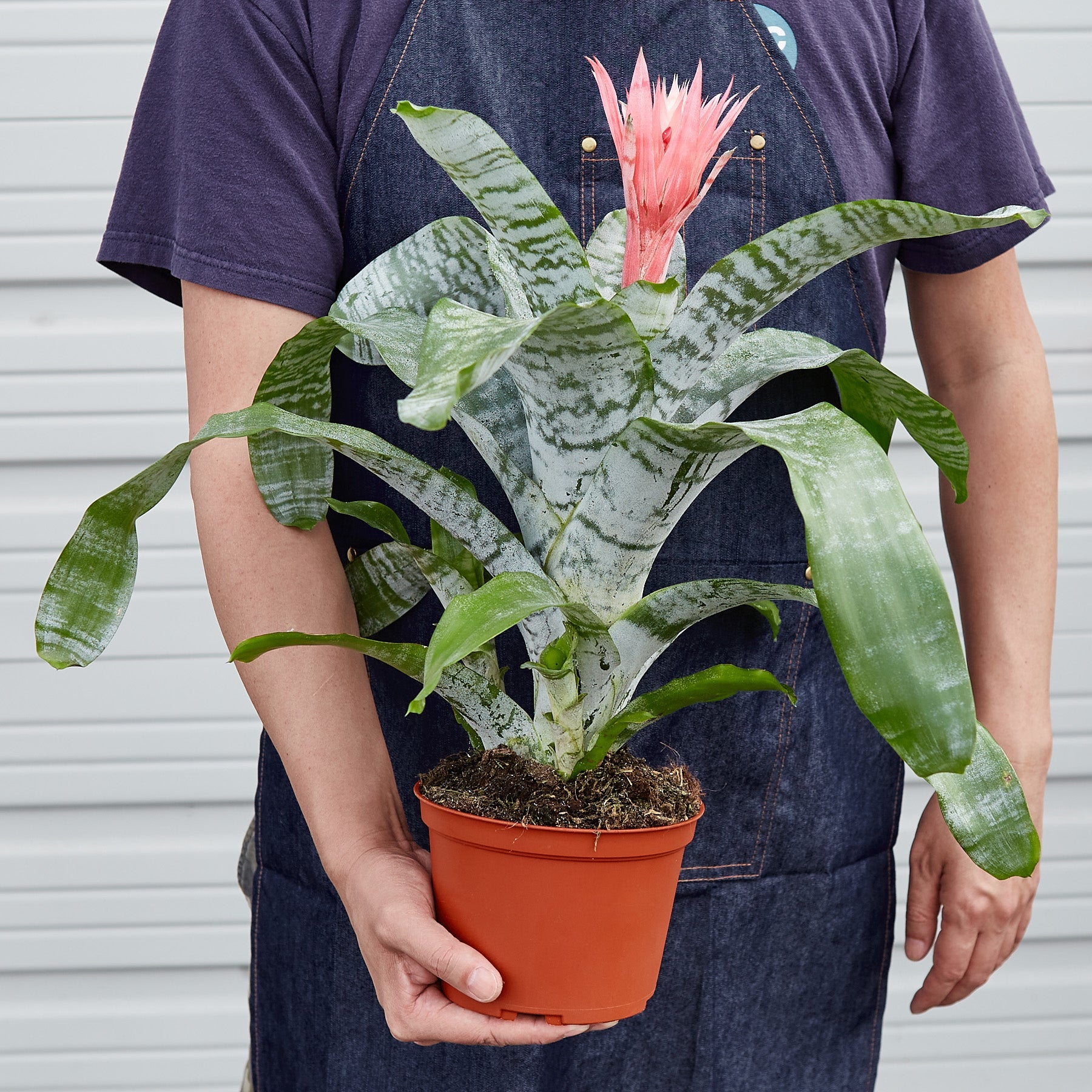 Bromeliad 'Silver Vase' Indoor Plants House Plant Shop