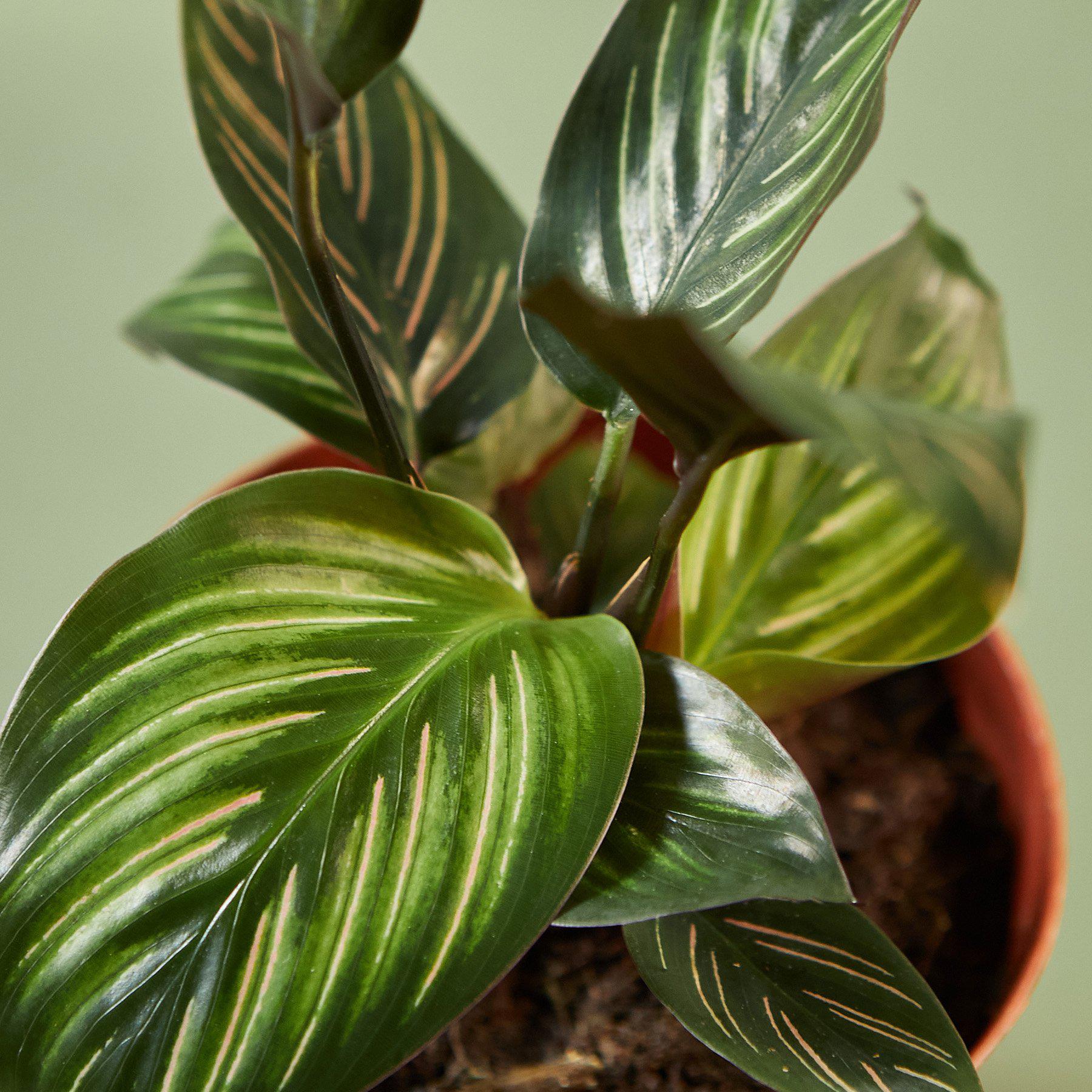 Calathea 'Beauty Star' Indoor Plants House Plant Shop