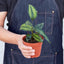 Calathea 'Beauty Star' Indoor Plants House Plant Shop