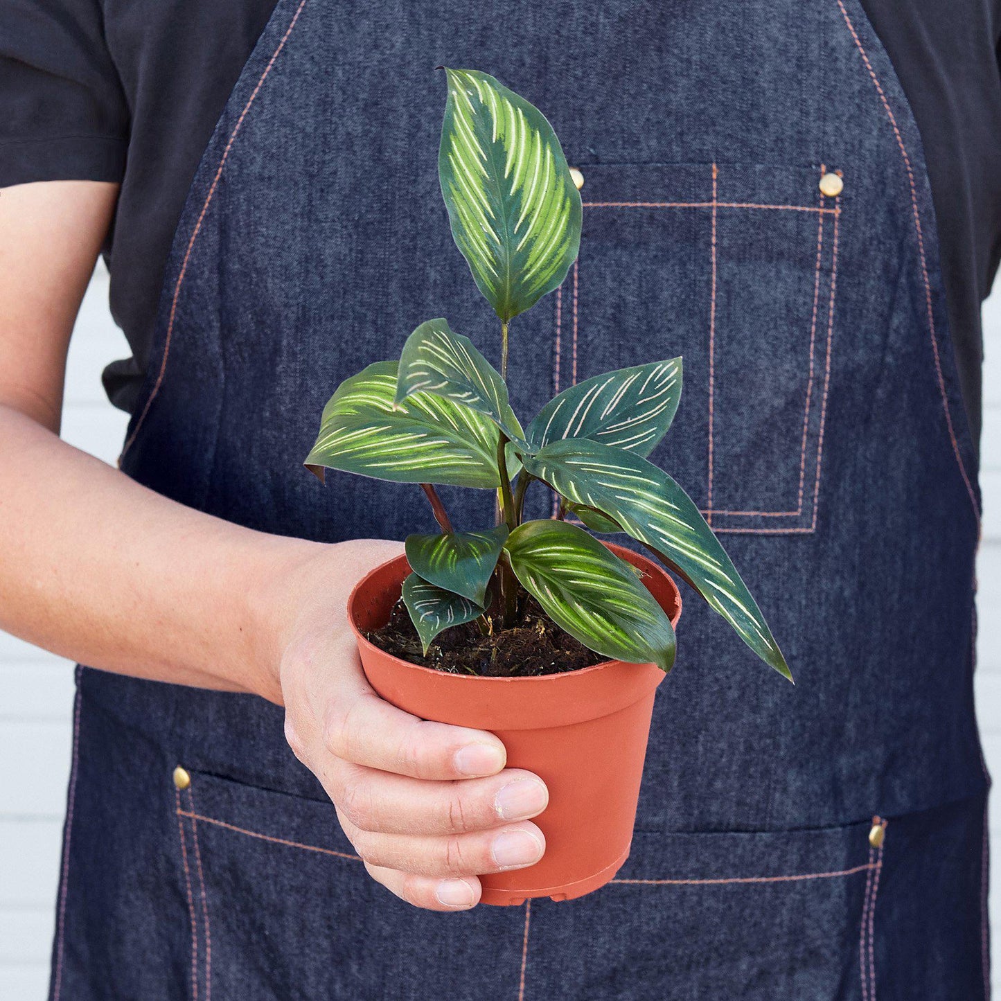 Calathea 'Beauty Star' Indoor Plants House Plant Shop
