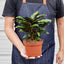 Calathea 'Beauty Star' Indoor Plants House Plant Shop