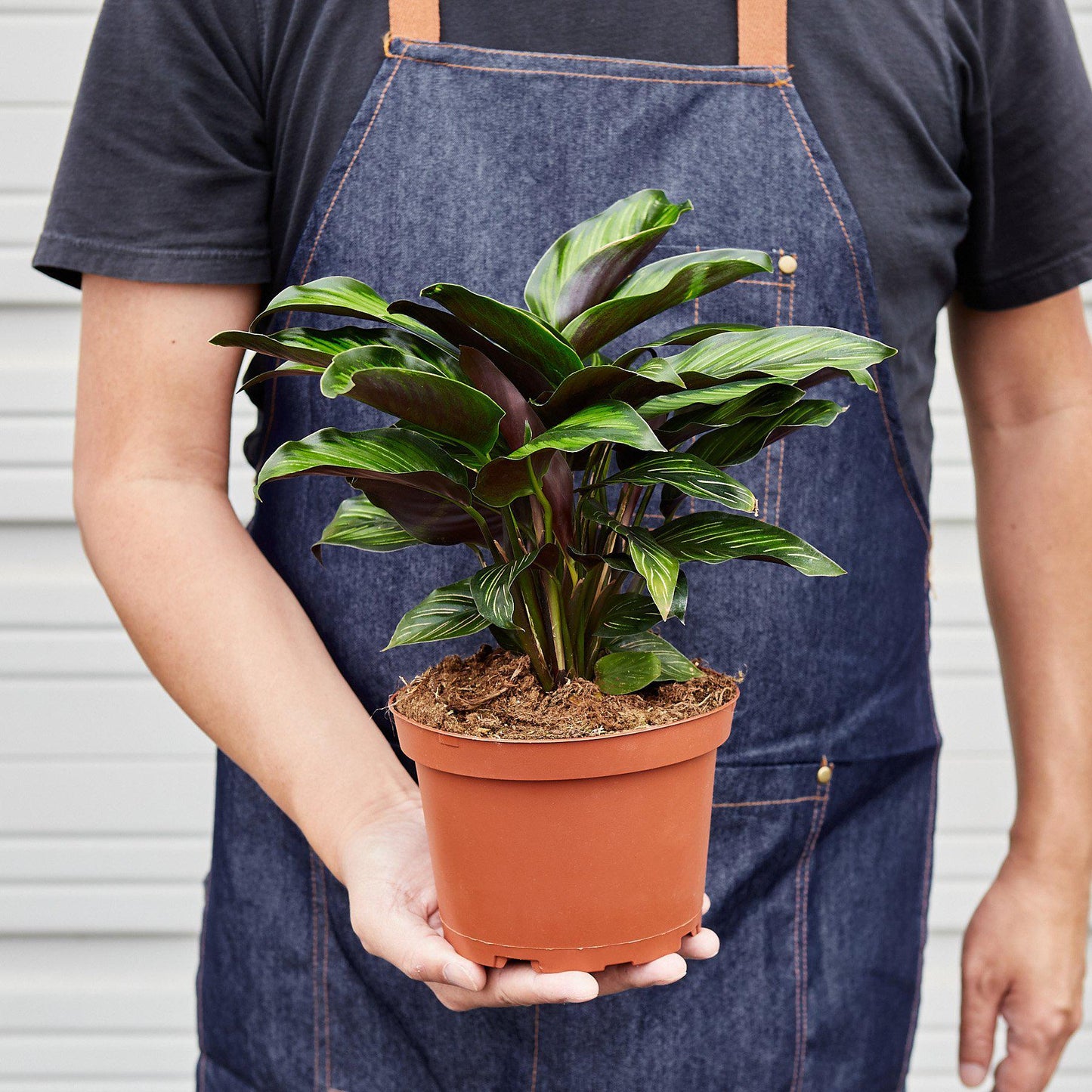 Calathea 'Beauty Star' Indoor Plants House Plant Shop