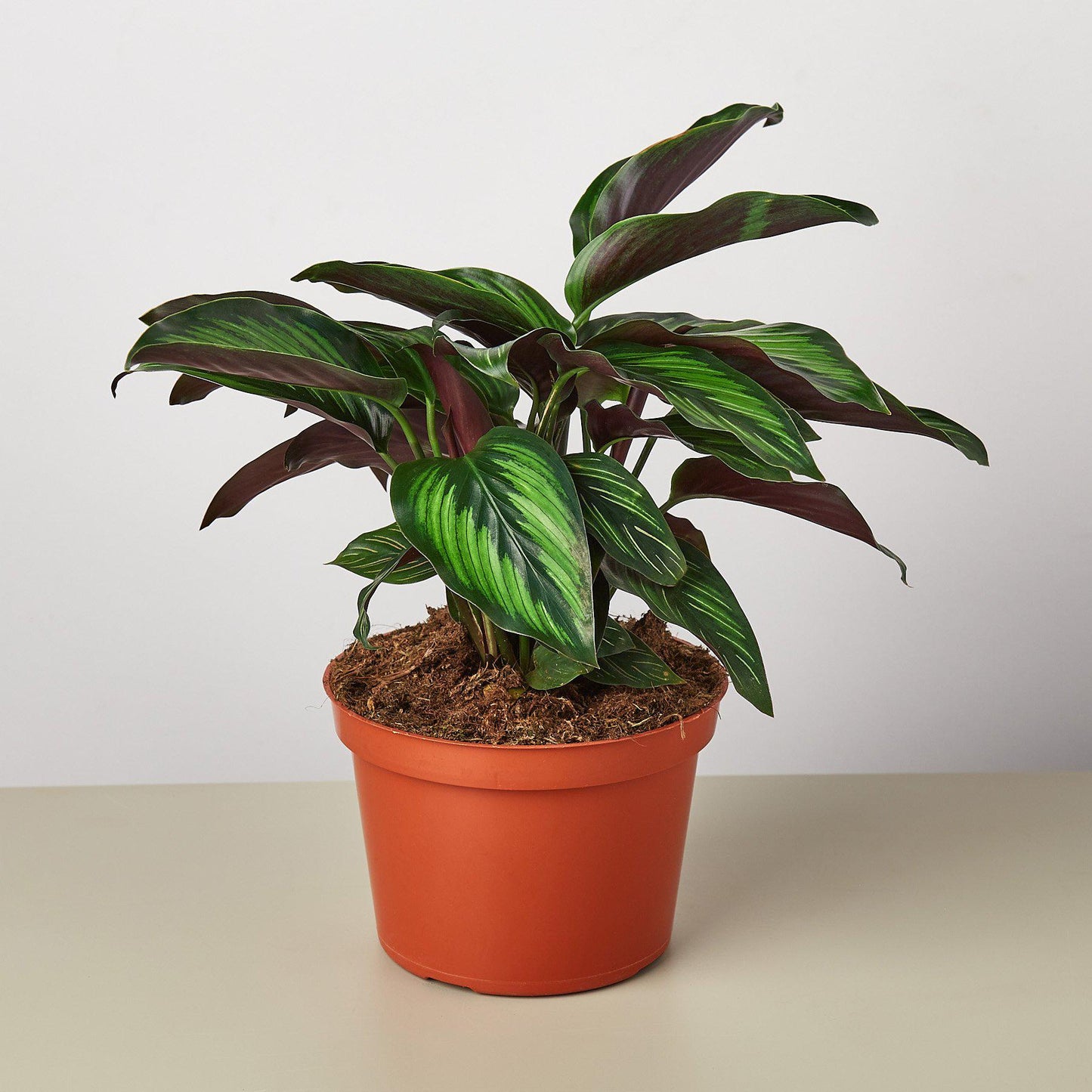 Calathea 'Beauty Star' 6" Pot Nursery Pot Indoor Plants House Plant Shop