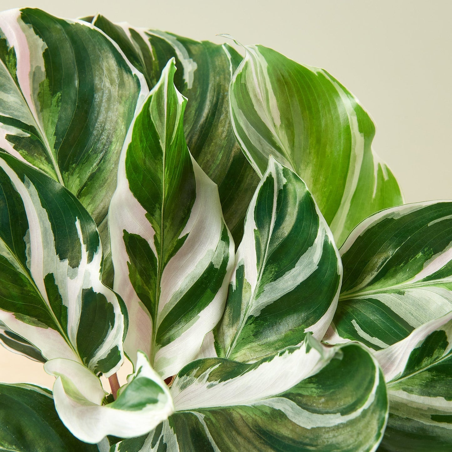 Calathea 'White Fusion' Indoor Plants House Plant Shop