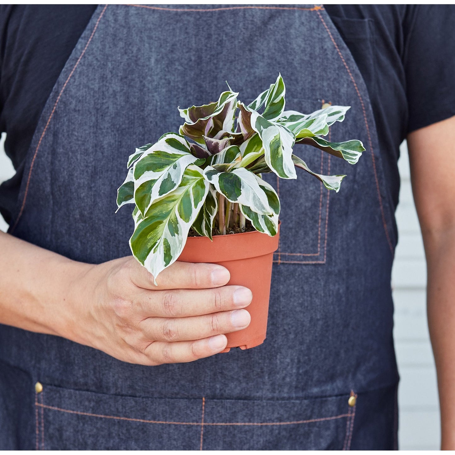 Calathea 'White Fusion' Indoor Plants House Plant Shop