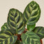 Calathea 'Makoyana' Indoor Plants House Plant Shop