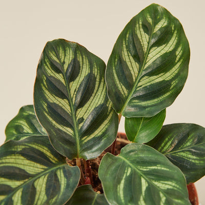 Calathea 'Makoyana' Indoor Plants House Plant Shop